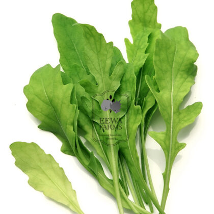 Arugula / Rocket leaves (Hydroponically Grown) - Eewa Farms