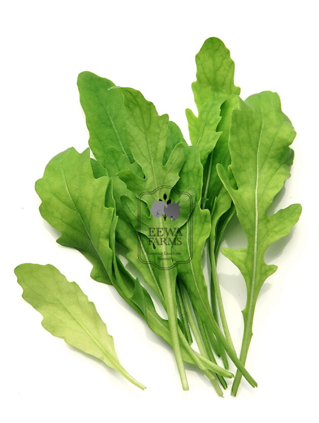 Arugula / Rocket leaves (Hydroponically Grown) - Eewa Farms