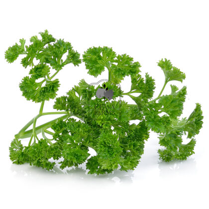 Parsley (Hydroponically Grown) - Eewa Farms