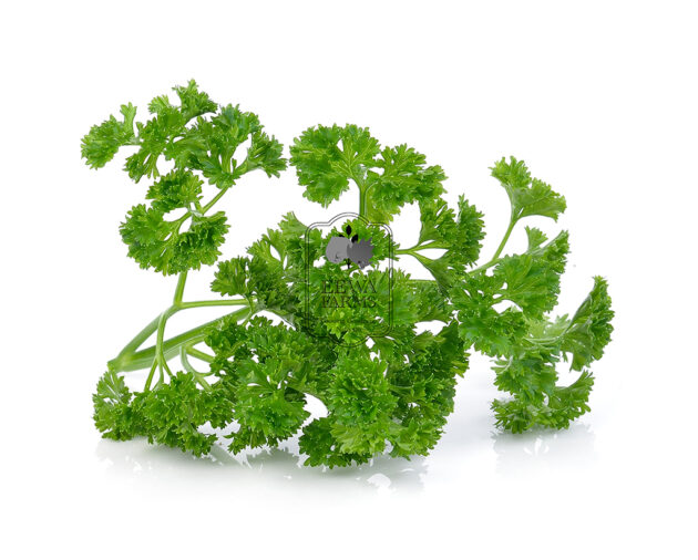 Parsley (Hydroponically Grown) - Eewa Farms