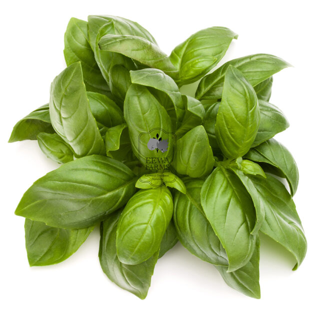 Basil (Hydroponically Grown) - Eewa Farms