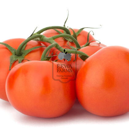 Tomatoes (Hydroponically Grown) - Eewa Farms