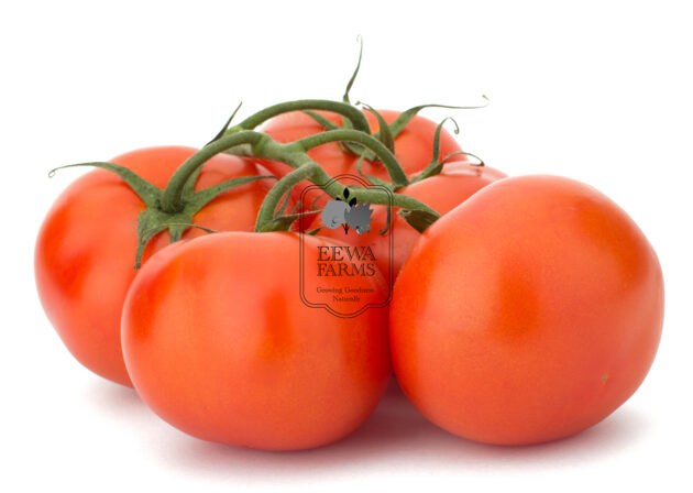 Tomatoes (Hydroponically Grown) - Eewa Farms