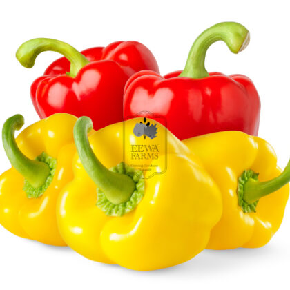 Bell Peppers (Hydroponically Grown) - Eewa Farms