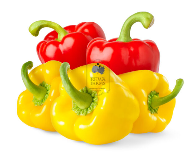 Bell Peppers (Hydroponically Grown) - Eewa Farms