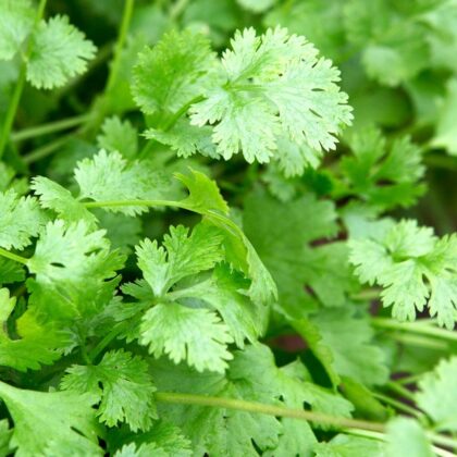 Coriander (Hydroponically Grown) - Eewa Farms