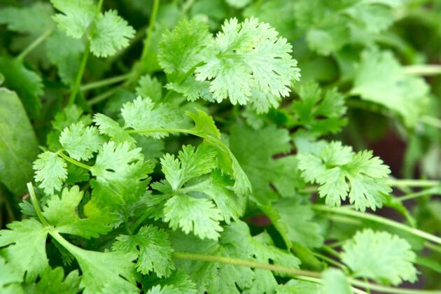 Coriander (Hydroponically Grown) - Eewa Farms