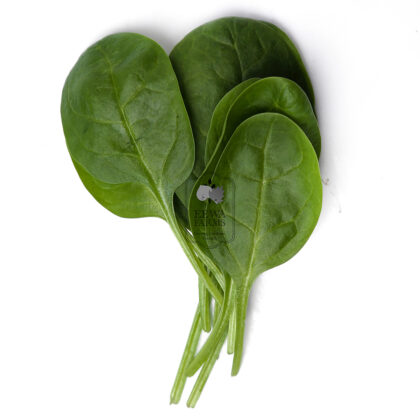 Baby Spinach (Hydroponically Grown) - Eewa Farms