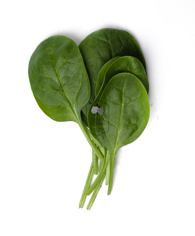 Baby Spinach (Hydroponically Grown) - Eewa Farms