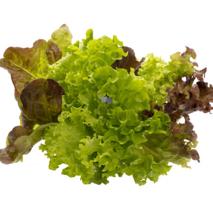 Mix Lettuce (Hydroponically Grown) - Eewa Farms