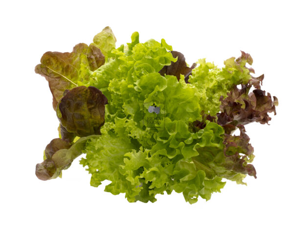 Mix Lettuce (Hydroponically Grown) - Eewa Farms