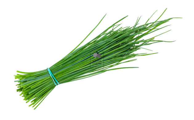 Chives (Hydroponically Grown) - Eewa Farms