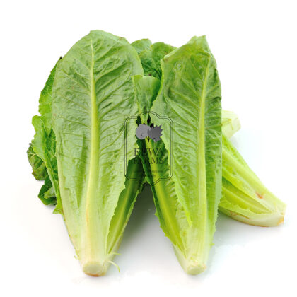 Lettuce Romaine (Hydroponically Grown) - Eewa Farms