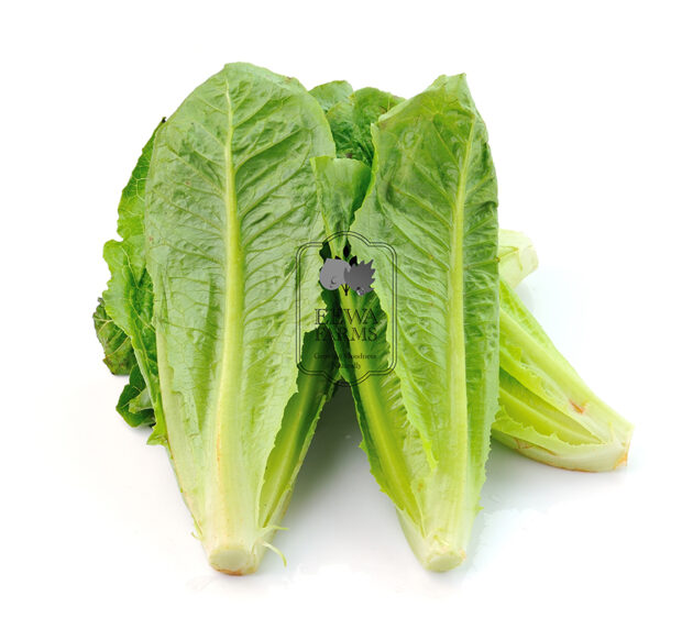 Lettuce Romaine (Hydroponically Grown) - Eewa Farms