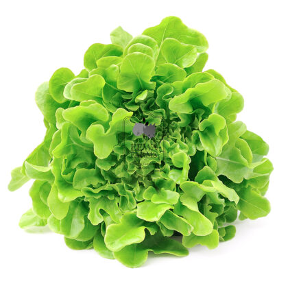 Lettuce Locarno (Hydroponically Grown) - Eewa Farms