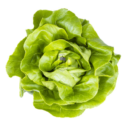 Butterhead Lettuce (Hydroponically Grown) - Eewa Farms