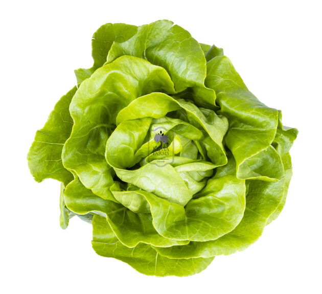 Butterhead Lettuce (Hydroponically Grown) - Eewa Farms