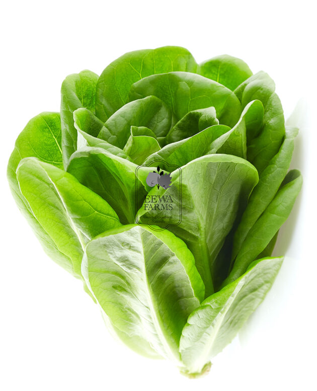 Butterhead Lettuce