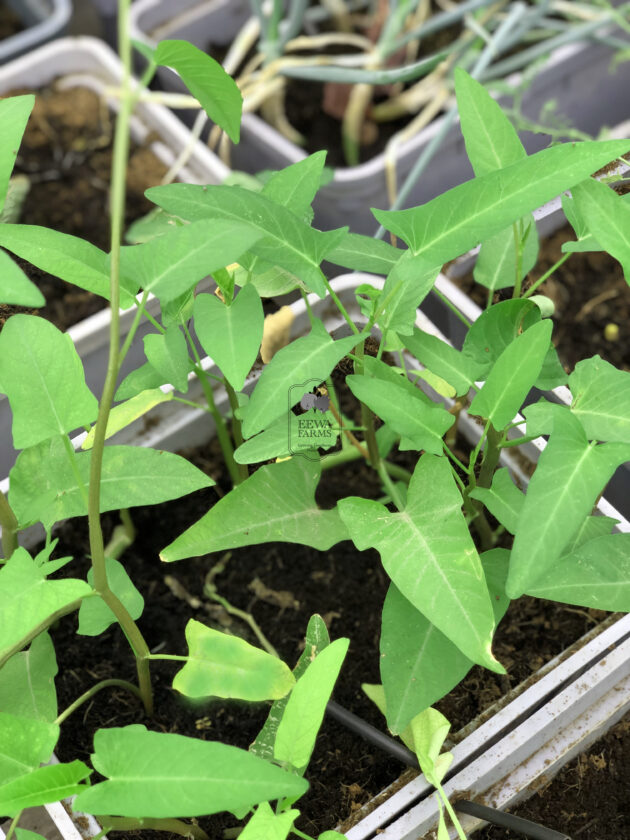 Water Spinach