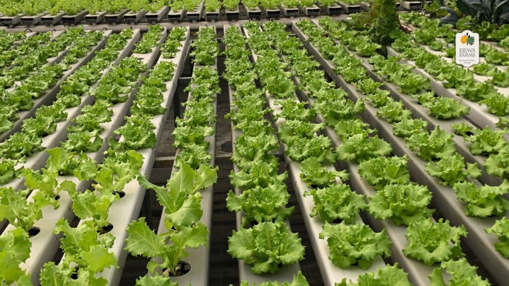 17 Pros & Cons of Hydroponic Farming