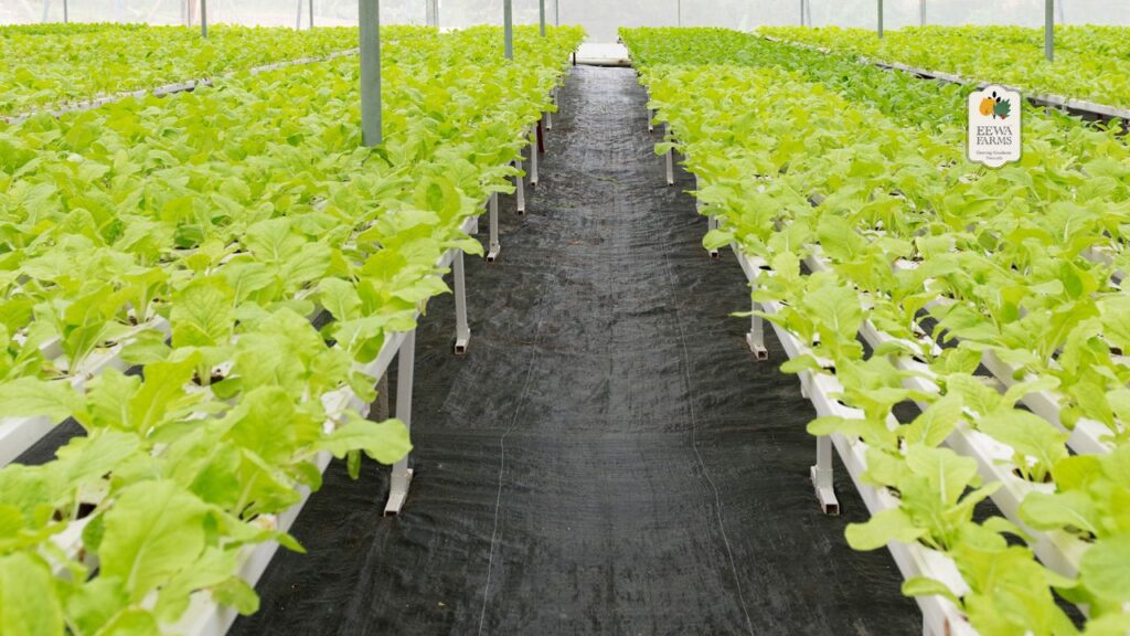 The Environmental Advantages of Hydroponic Farming