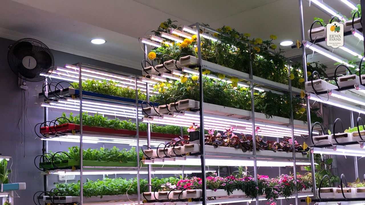 Why Hydroponic Vegetables Are the Healthiest Choice for Your Family