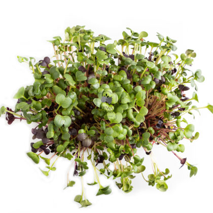 Microgreen (Hydroponically Grown) - Eews Farms