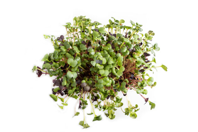 Microgreen (Hydroponically Grown) - Eews Farms