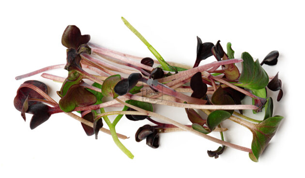 Microgreens