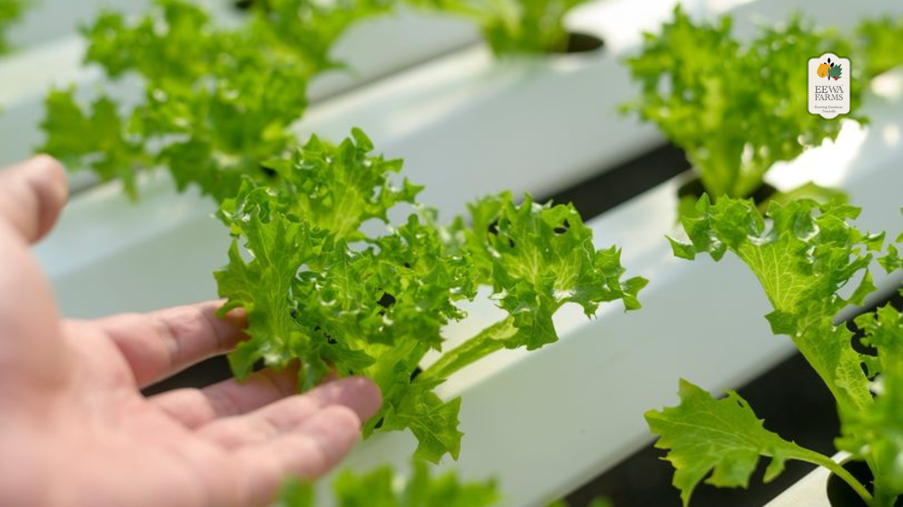 The Future of Food How Hydroponics Delivers Superior Vegetables. Eewa Farms