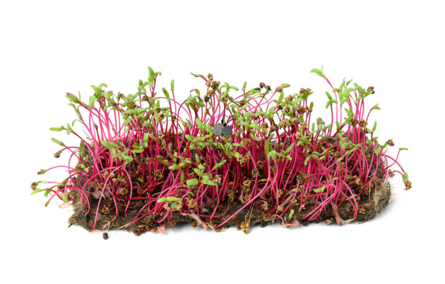 Microgreens