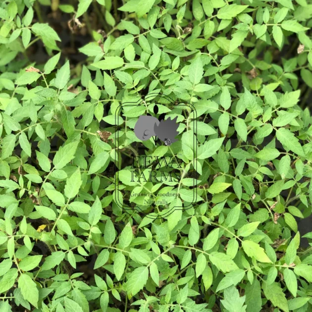 Cherry Tomato Seedlings