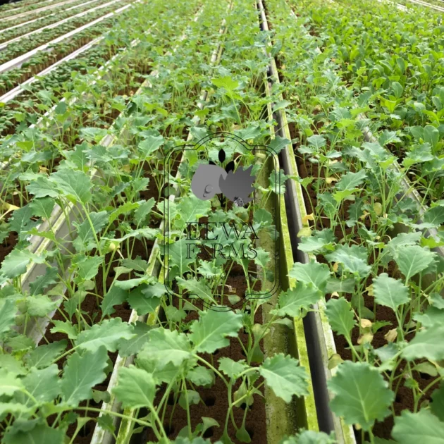 Kale seedlings