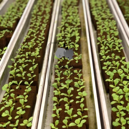 Lettuce seedlings