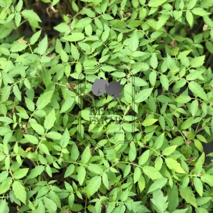 Tomatoes seedlings