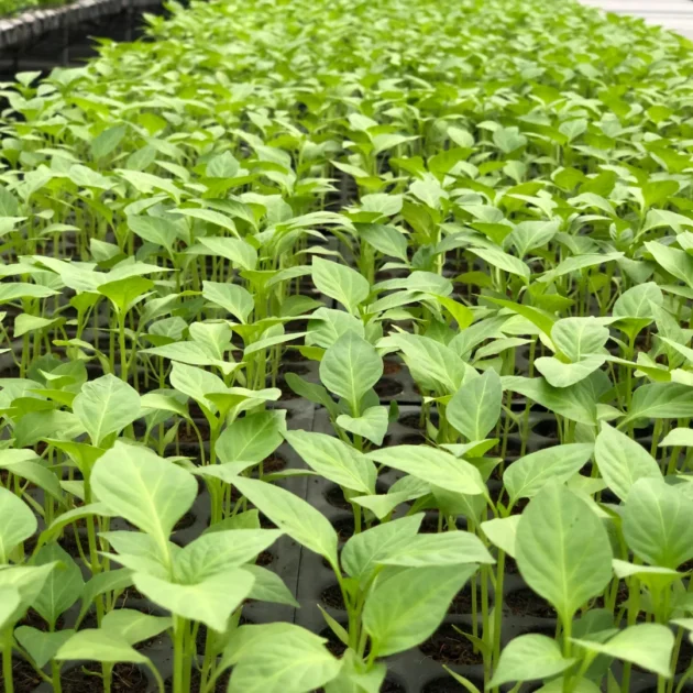 bell peppers seedlings