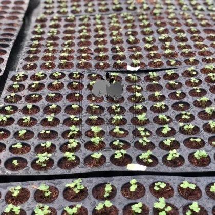 spinach seedlings