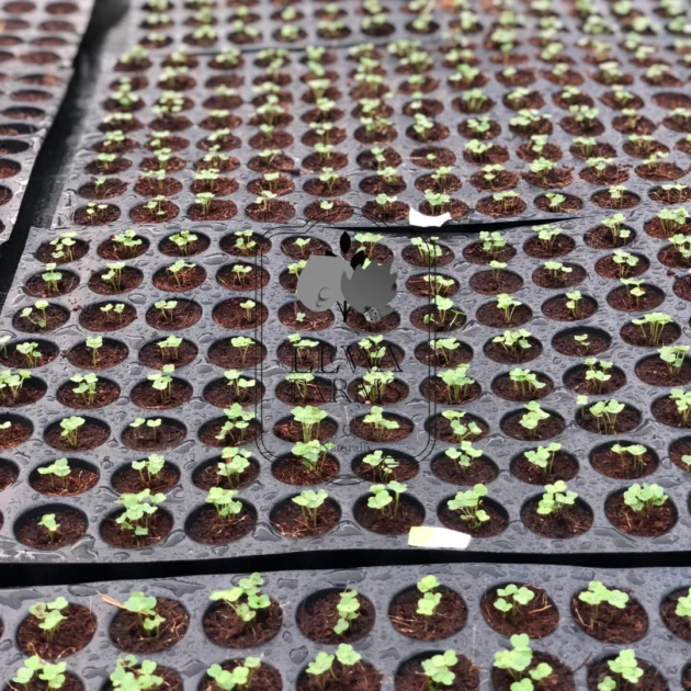 spinach seedlings