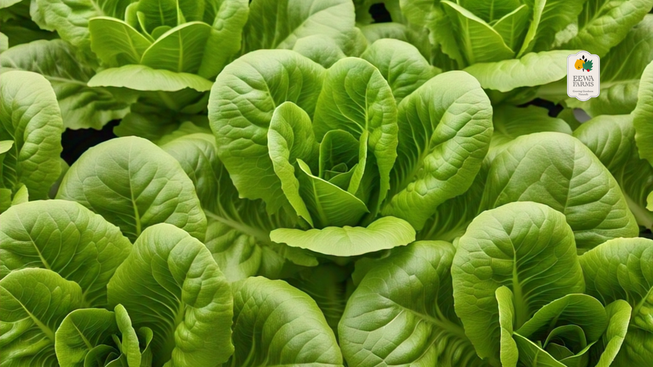 Discover the Secret to Fresh and Delicious Meals with Eewa Farms' Butterhead Lettuce_