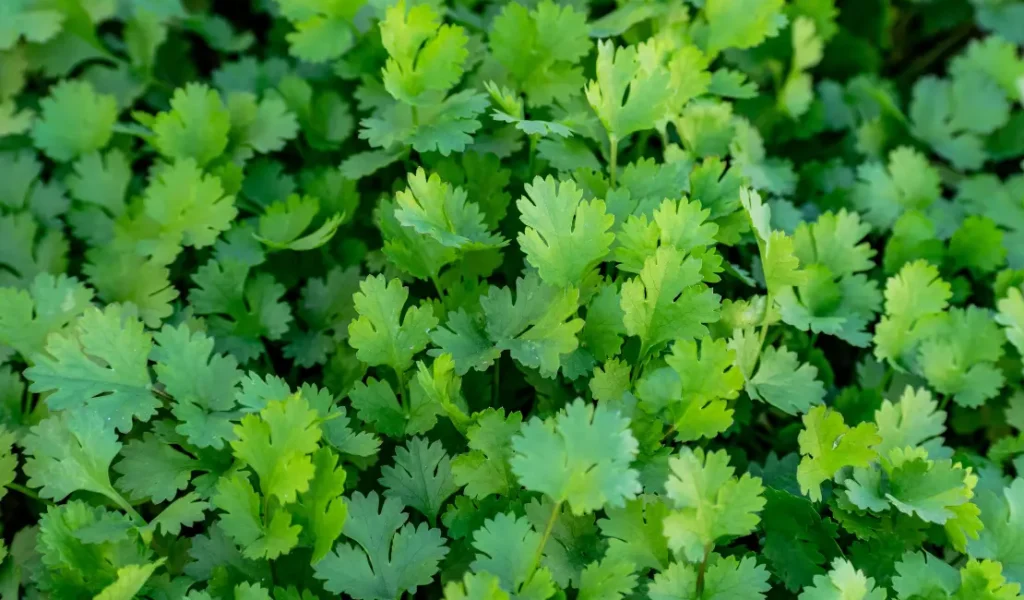 Eewa Farms’ Coriander Fresh, Fragrant, and Perfect for Garnishing