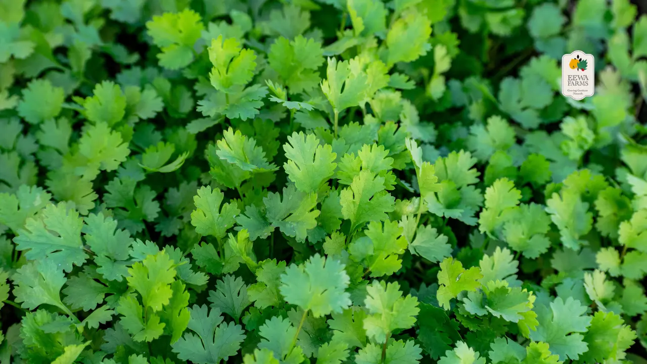 Eewa Farms’ Coriander Fresh, Fragrant, and Perfect for Garnishing