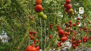 Hydroponic Tomatoes: A Fresh and Clean Superfood for Your Health