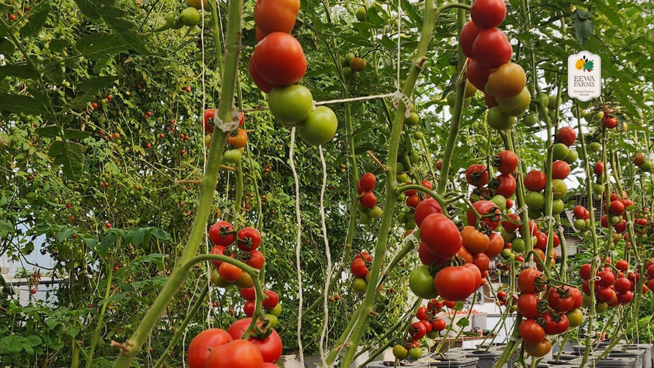 Hydroponic Tomatoes: A Fresh and Clean Superfood for Your Health