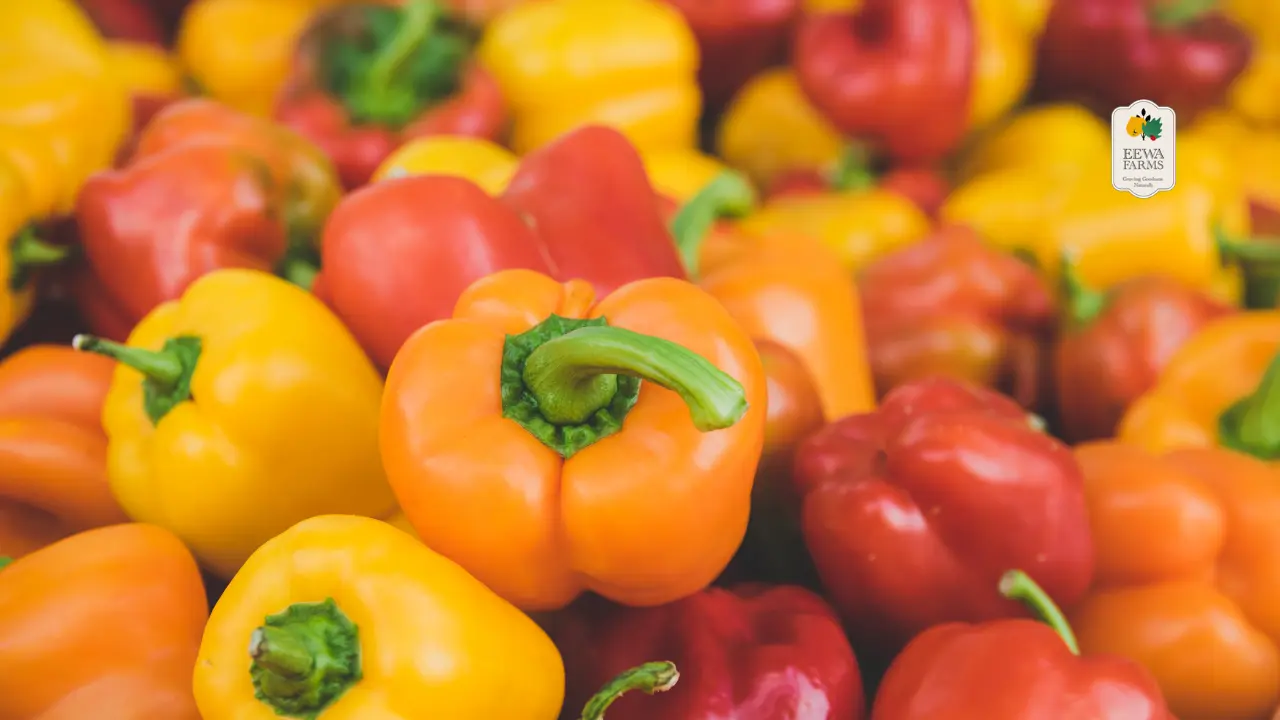 The Art of Growing Bell Peppers Hydroponically at Eewa Farms