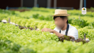 Urban Farming at Eewa Farms