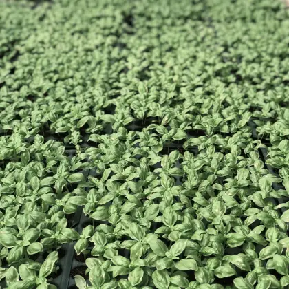 Basil Seedling