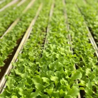Lettuce Caipira Seedling - Image 2