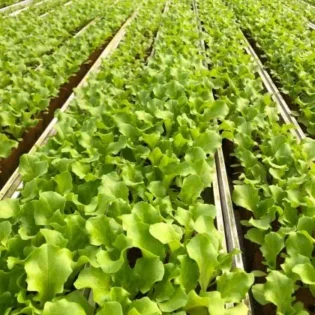 Lettuce Caipira Seedling - Image 3