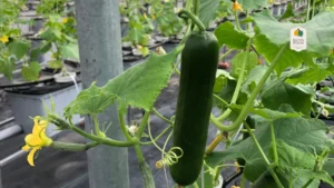 Cool as a Cucumber_ Eewa Farms’ Seedless Cucumber Wonders for Snacking Goals