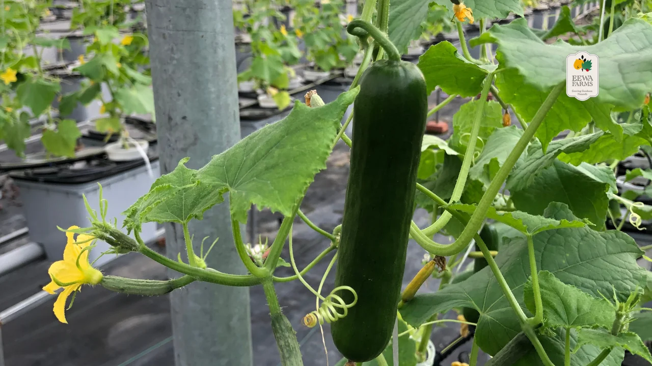 Cool as a Cucumber_ Eewa Farms’ Seedless Cucumber Wonders for Snacking Goals